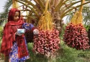 صادرات، موتور محرک توسعه صنعت خرمای سیستان و بلوچستان صادرات، موتور محرک توسعه صنعت خرمای سیستان و بلوچستان